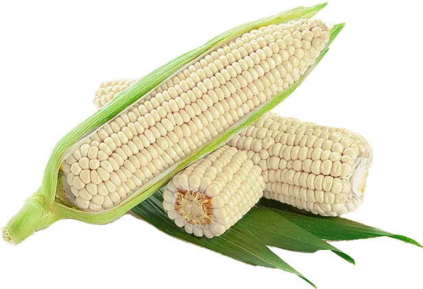 Maize