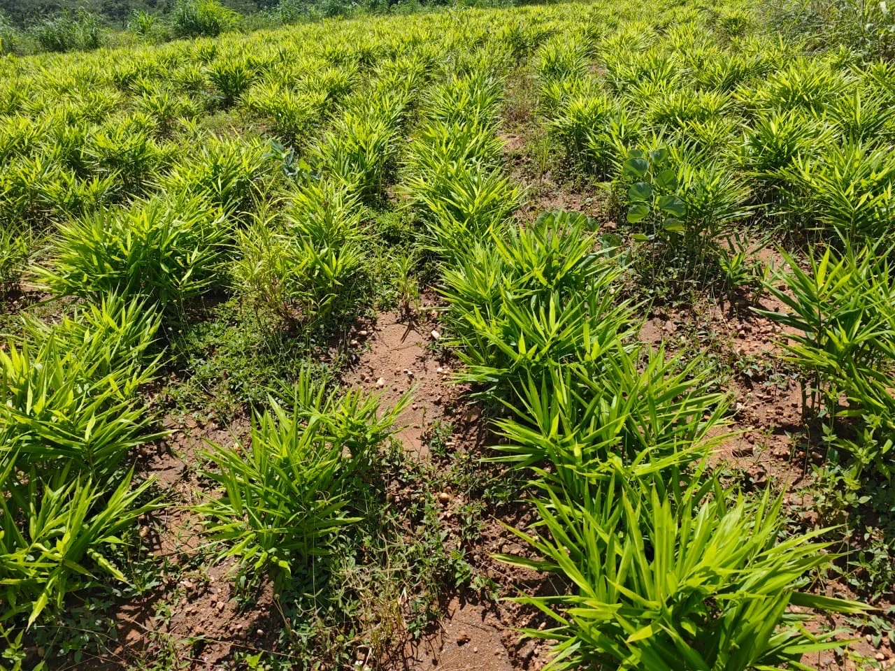 Rows of young crops at the farm
