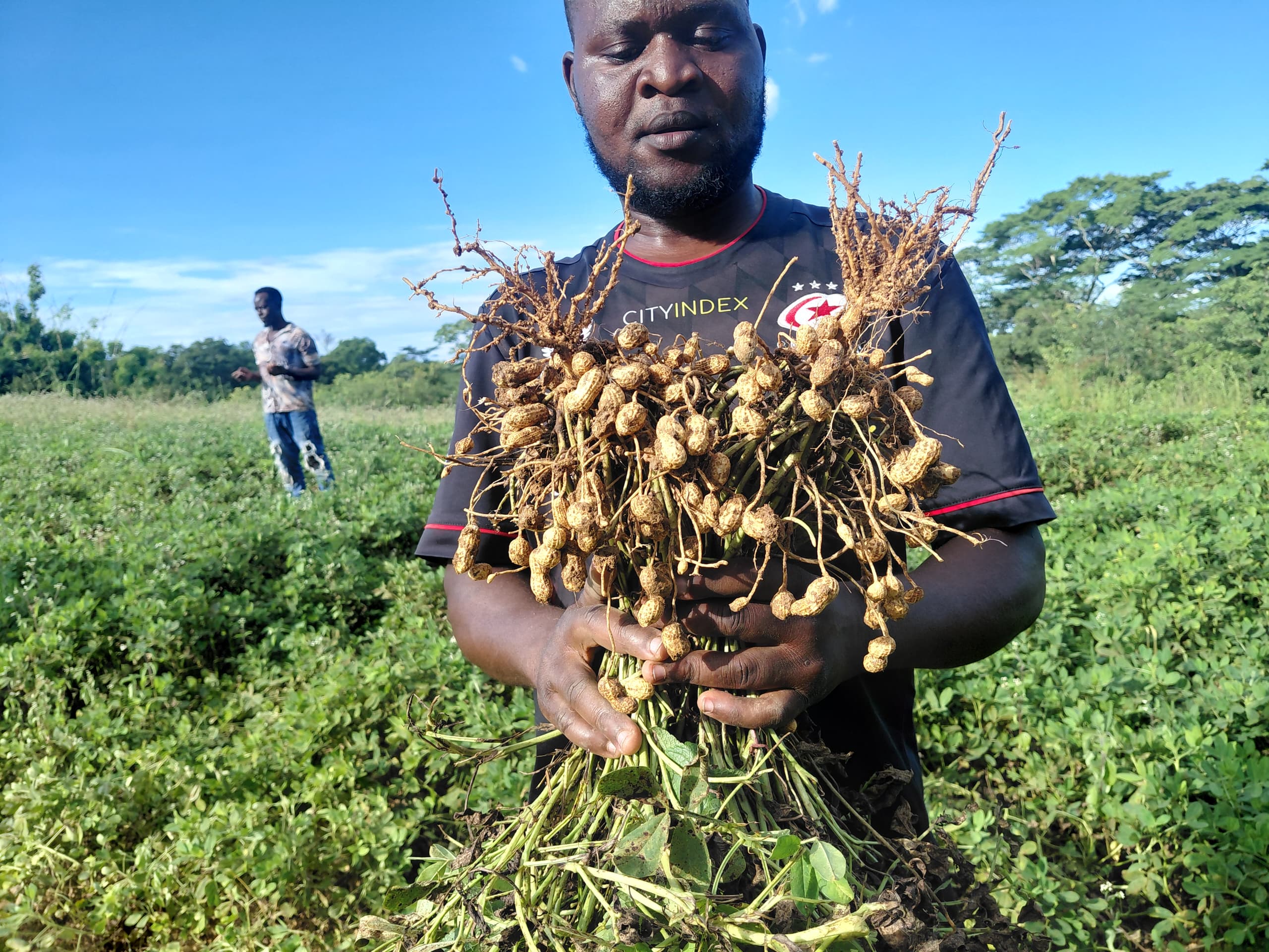 Freshly lifted groundnuts at Majestic Farms