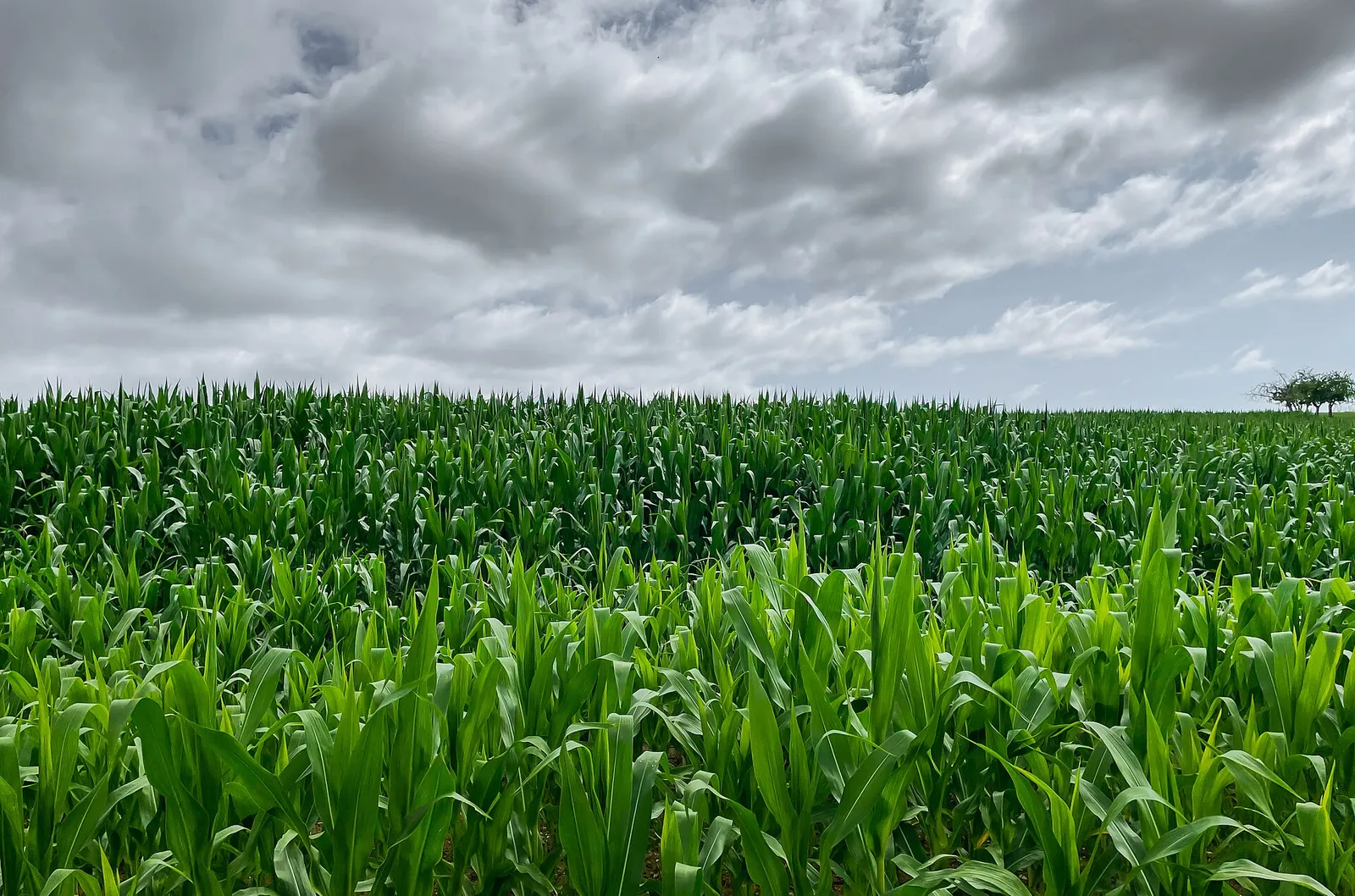 Lush green maize field